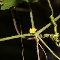 Cucumis maderaspatanus L.